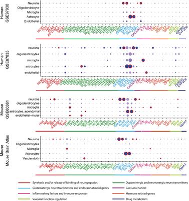 Migraine and major depression: localizing shared genetic susceptibility in different cell types of the nervous systems